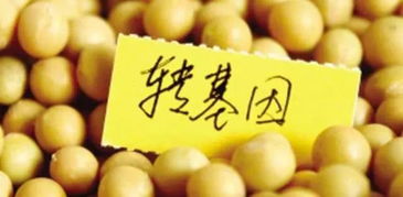 福特座椅大豆造，車內(nèi)異味的“真兇”究竟是誰(shuí)？